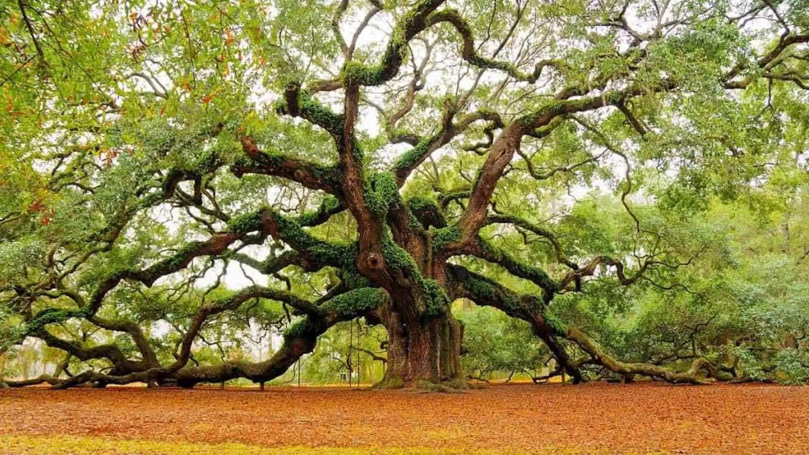Angel Oak Tree