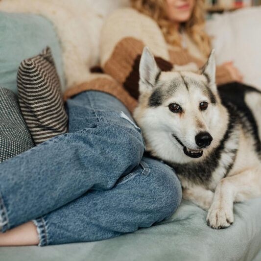 Pet-Friendly Luxury Awaits at The Iris