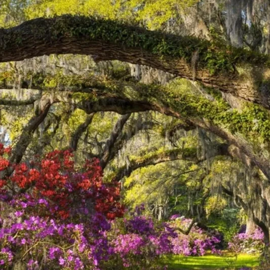 Fairies & Flowers at Magnolia Plantation