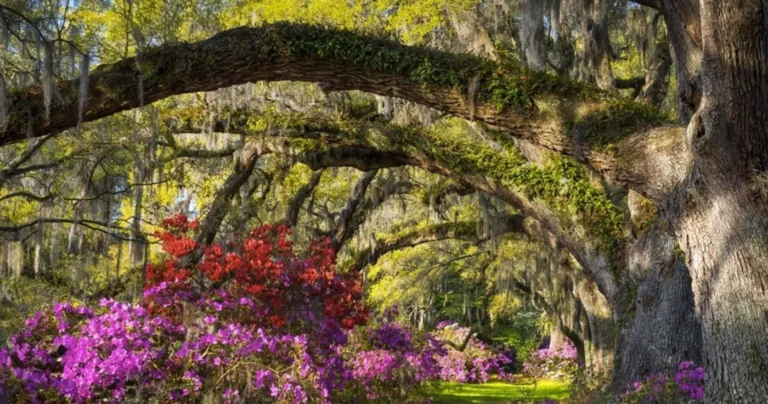 Fairies & Flowers at Magnolia Plantation