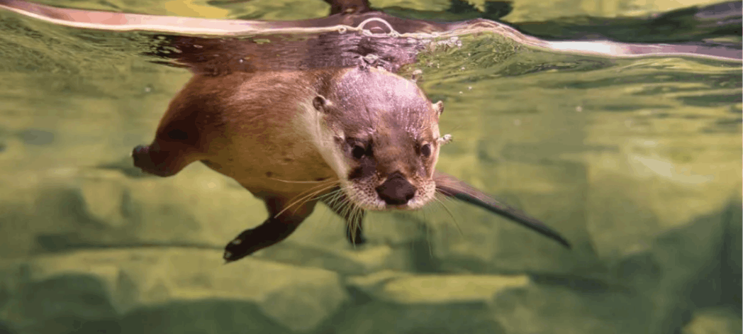 An otter swimming underwater at the South Carolina Aquarium in Charleston.