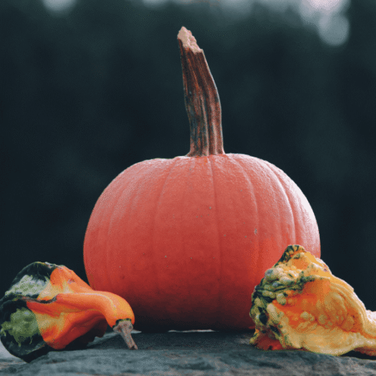 Detailed image of a pumpkin and colorful gourds on a rocky surface, capturing fall vibes.