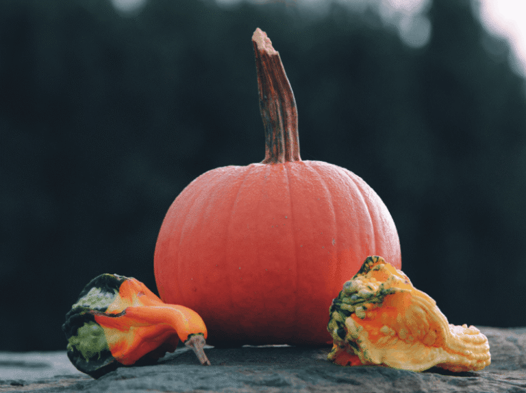 Detailed image of a pumpkin and colorful gourds on a rocky surface, capturing fall vibes.